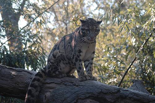 Dumanlı Pars Bulutlu Leopar